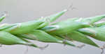 Darkgreen sedge